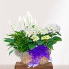 Cesta Plantas Toronto