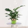 Planta Spathiphyllum