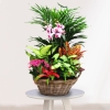Cesta  Plantas Canadá