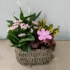 Cesta de Plantas Australia